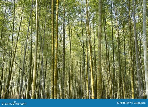 竹子生長方式|Taiwan Bamboo